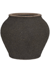 Śródziemnomorski Zeus S Umber Brown