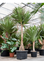 Pandanus Utilis