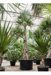 Pandanus Utilis