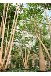 Schefflera Actinophylla Amate (700-800)