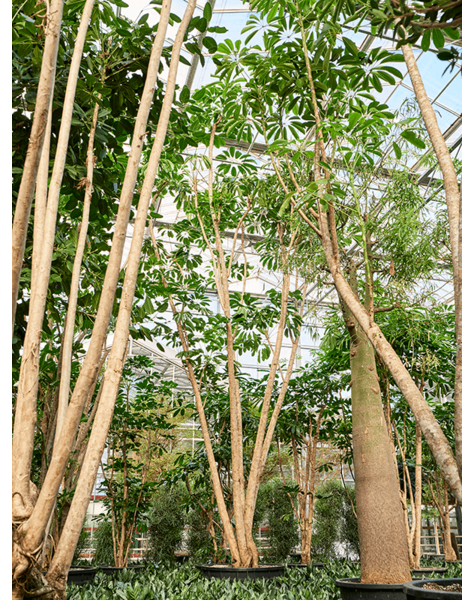 Schefflera