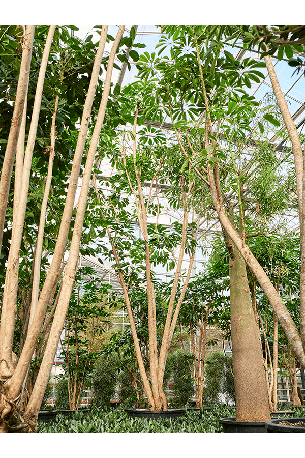 Schefflera Actinophylla Amate (700-800)