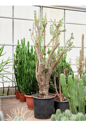 Fouquieria Splendens