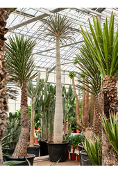 Pachypodium Geayi
