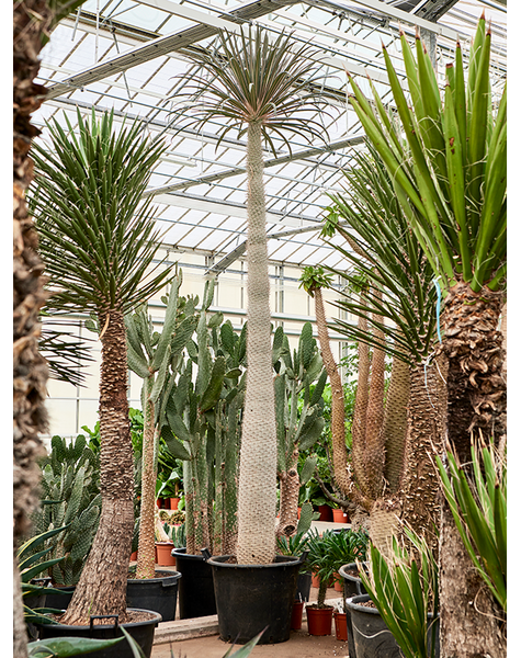 Pachypodium