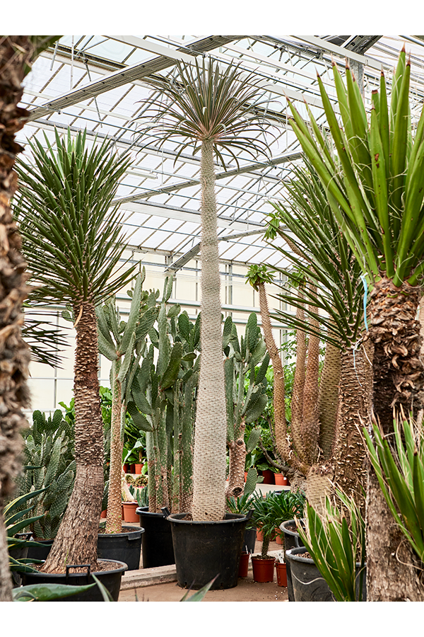 Pachypodium Geayi