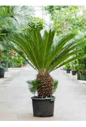 Cycas Revoluta
