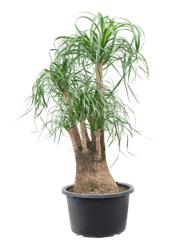 Beaucarnea Recurvata