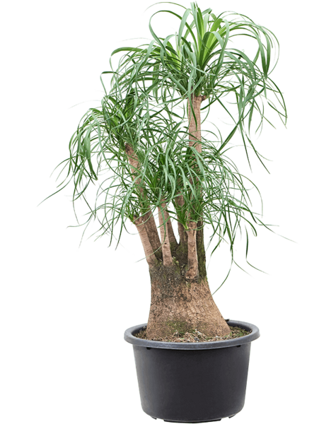 Beaucarnea