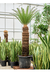 Cycas Revoluta
