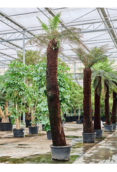 Dicksonia Antarctica