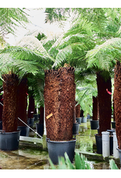 Dicksonia Antarctica