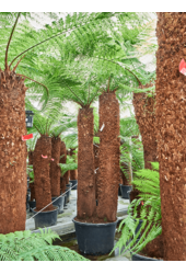 Dicksonia Antarctica