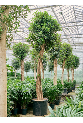 Ficus Rubiginosa Australis