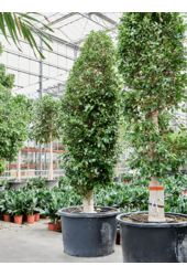 Ficus Microcarpa ‘Nitida’