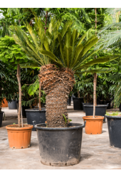 Cycas Revoluta