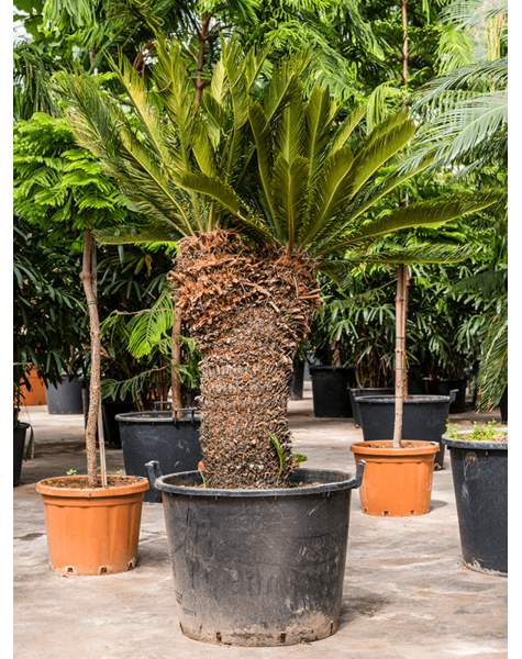 Cycas