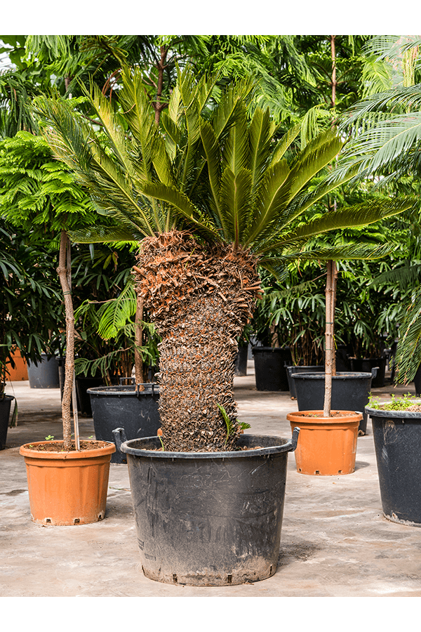 Cycas Revoluta