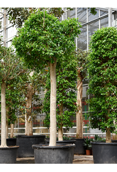 Ficus Microcarpa Nitida (300-380)