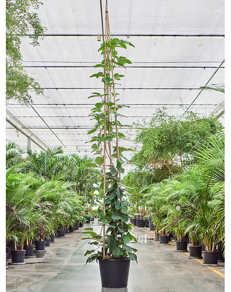 Tetrastigma