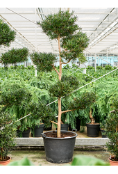 Podocarpus Macrophyllus