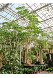 Schefflera Actinophylla Amate (800-850)