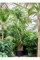 Caryota Mitis (650-725)