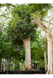 Ficus Rubiginosa Australis