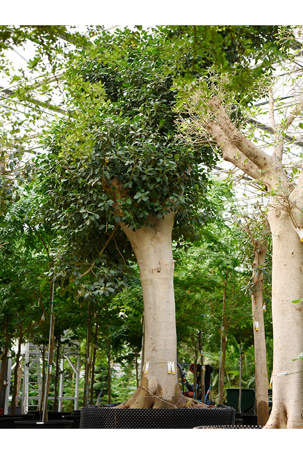 Ficus Rubiginosa Australis