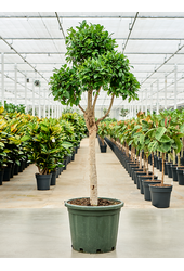 Ficus Microcarpa Nitida