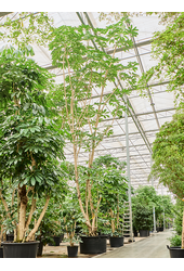 Schefflera Actinophylla Amate (800-900)