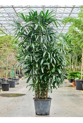 Rhapis Excelsa