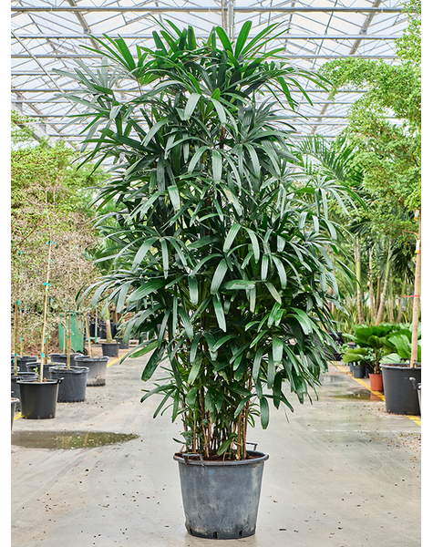 Rhapis