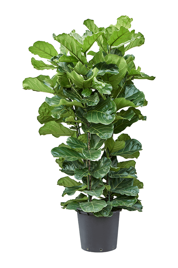 Fikus Lyrata