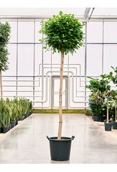 Ficus Microcarpa Moclame