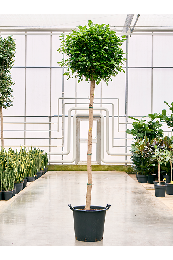 Ficus Microcarpa Moclame