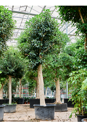 Ficus Rubiginosa Australis