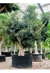 Ficus Rubiginosa Australis
