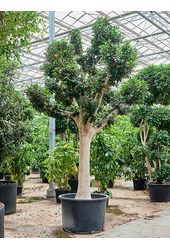 Ficus Microcarpa Nitida