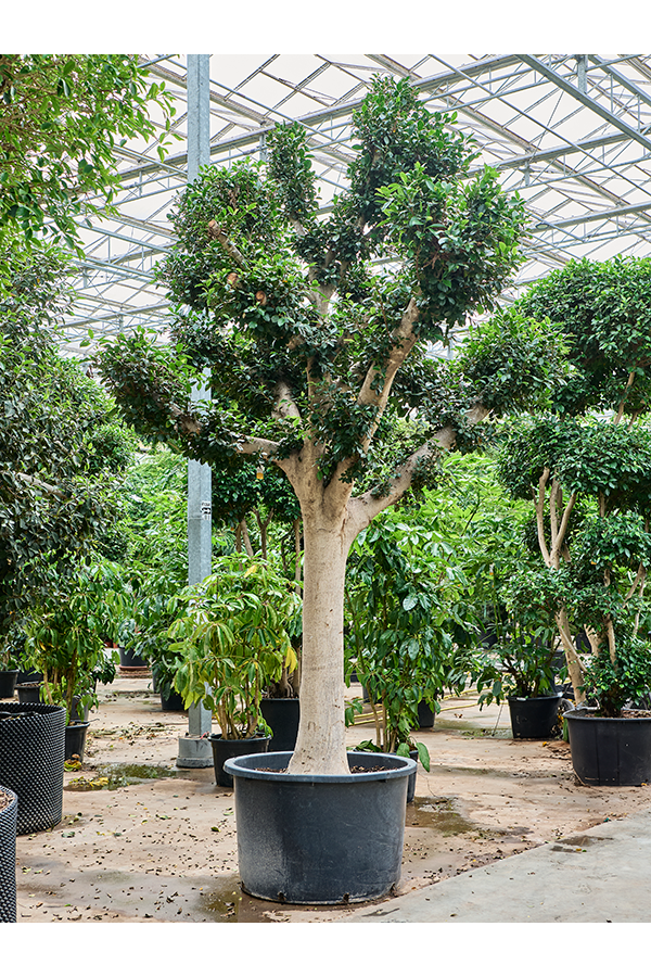 Ficus Microcarpa Nitida