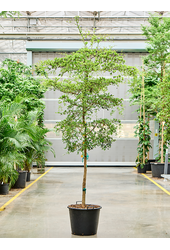 Bucida Buceras Shady Lady (300-350)