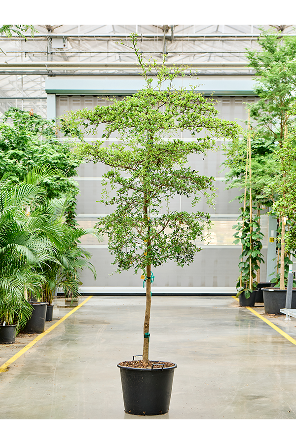 Bucida Buceras Shady Lady (300-350)