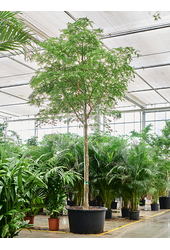 Bulnesia Arborea(500-600)