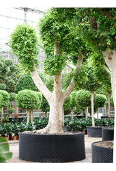 Fikus Microcarpa Nitida