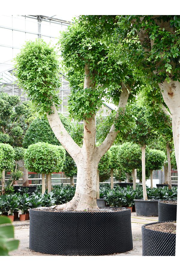 Fikus Microcarpa Nitida