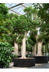Ficus Microcarpa Nitida