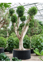 Ficus Microcarpa Nitida