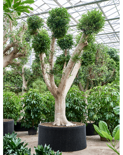 Ficus