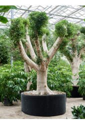 Ficus Microcarpa Nitida