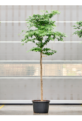 Bulnesia Arborea (350-450)